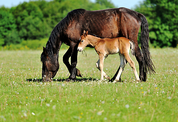 포토 JPG 해외이미지 식물 동물 야생동물 새끼 농업 포유류 모션 자연 사람없음 달리기 갈색 점프 가축 군중 속도 꼬리 먼지 갈기 망아지 달리기선수 동물상 해외202004 해외포토 산업 컬러 사람 조형물 말_동물 생태계 육상선수 파일형식 이미지허브