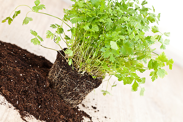 포토 JPG 해외이미지 식물 음식 백그라운드 재료 파슬리 건강 요리 사람없음 초록색 신선 허브 향 해외202004 해외포토 컬러 채소 파일형식 이미지허브