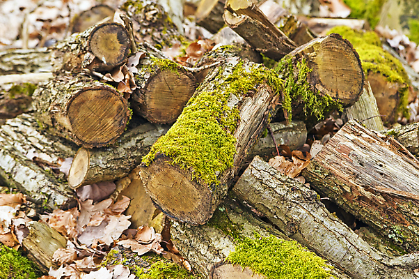 포토 JPG 해외이미지 나무 자연 이끼 사람없음 목재 가로 죽음 떨어짐 흙더미 해외202004 해외포토 식물 컨셉 재료 흙 생태계 파일형식 더미 이미지허브
