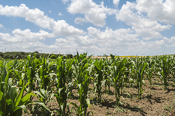 포토 JPG 해외이미지 식물 산업 음식 줄기 잎 밭 농업 채소 자연 건조 건강 옥수수 풍경 사람없음 야외 초록색 여름 농작물 농장 농경지 환경 맑음 봄 수확 성장 시골 신선 업무 농부 결합 낟알 땅 시리얼 유기농 내추럴 밭일 줄서기 세련 해외202004 해외포토 직업 웰빙 계절 컬러 모션 날씨 곡류 작업 생태계 파일형식 이미지허브