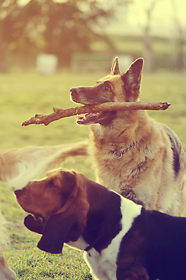 포토 JPG 해외이미지 동물 1 라이프스타일 손 공원 행복 장난 포유류 자연 놀이 사람없음 야외 목재 초록색 여름 빛 반려동물 달리기 햇빛 태양 수확 막대기 황금 양치기 개 리트리버 강아지 숲 래브라도리트리버 스마트 복고 송곳니 내추럴 기르기 소셜네트워크 해외202004 해외포토 자연요소 나무 직업 계절 공공시설 감정 컬러 컨셉 농업 재료 모션 생활 신체부위 치아 생태계 돌봄 파일형식 이미지허브