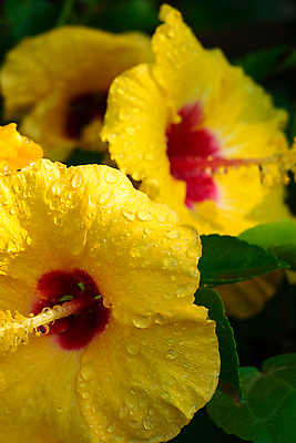 포토 JPG 해외이미지 식물 꽃잎 꽃 꽃무늬 오렌지 사람없음 빨간색 초록색 여름 노란색 정원 신선 내추럴 히비스커스 해외202004 해외포토 계절 컬러 무늬 과일 파일형식 이미지허브