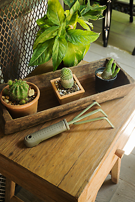 포토 JPG 해외이미지 나무 식물 백그라운드 컨셉 자연 선인장 주택 실내 취미 사람없음 목재 장식 초록색 환경 정원 흙 사막 성장 신선 냄비 작음 묘사 내추럴 생태학 해외202004 해외포토 교육 컬러 재료 내부 건물 솥 크기 생태계 파일형식 이미지허브