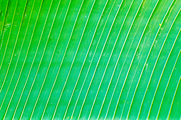 포토 JPG 해외이미지 나무 식물 계절 백그라운드 잎 패턴 자연 벽지 추상 새로움 바나나 건강 손바닥 사람없음 야외 세로 초록색 물 여름 빛 반사 환경 정원 맑음 봄 활발 흰색 신선 숲 큼 묘사 유기농 원예 질감 정맥 내추럴 고립 생태학 엘리먼트 해외202004 해외포토 자연요소 손 웰빙 교육 컬러 컨셉 무늬 과일 날씨 취미 크기 생태계 혈관 파일형식 이미지허브