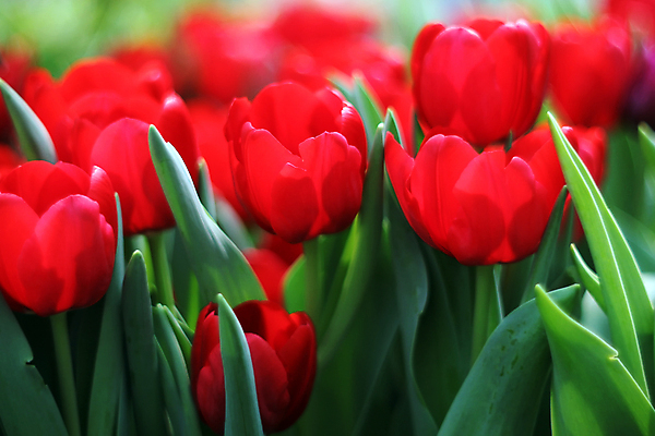 포토 JPG 해외이미지 식물 공원 꽃잎 꽃 꽃다발 백그라운드 잎 밭 농업 자연 하늘 사람없음 야외 여름 햇빛 태양 정원 튤립 성장 벚꽃 나뭇가지 농촌 신선 화려 개화 자연백그라운드 심기 해외202004 해외포토 자연요소 나무 계절 공공시설 산업 컨셉 모션 시골 생태계 파일형식이미지허브 