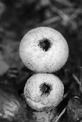 포토 JPG 해외이미지 라이프스타일 계절 공원 음식 줄기 잎 농업 채소 배낭 자연 휴식 건강 사람 사람없음 야외 초록색 여름 걷기 정원 검은색 버섯 수확 성장 가을 흰색 신선 소나무 시장 숲 큼 11월 수집 유기농 발견 곰팡이 식용 캡모자 해외202004 해외포토 나무 식물 모자_잡화 웰빙 공공시설 산업 컬러 컨셉 가방 모션 생활 날짜 크기 생태계 파일형식 이미지허브