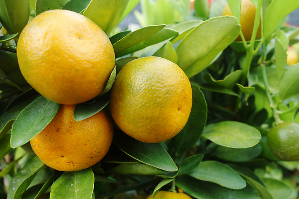 포토 JPG 해외이미지 나무 식물 음식 잎 농업 오렌지 과일 자연 귤 사람없음 장식 초록색 노란색 중국 신선 황금 원예 춘절 해외202004 해외포토 명절 산업 아시아 컬러 취미 생태계 중국전통 파일형식 이미지허브