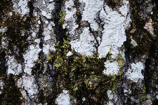 포토 JPG 해외이미지 나무 식물 야생동물 백그라운드 패턴 자연 표면 추상 건조 이끼 사람없음 야외 목재 장식 초록색 환경 회색 흰색 거친 숲 묘사 질감 나무껍질 내추럴 옛날 해외202004 해외포토 동물 컬러 무늬 재료 껍질 생태계 파일형식 이미지허브