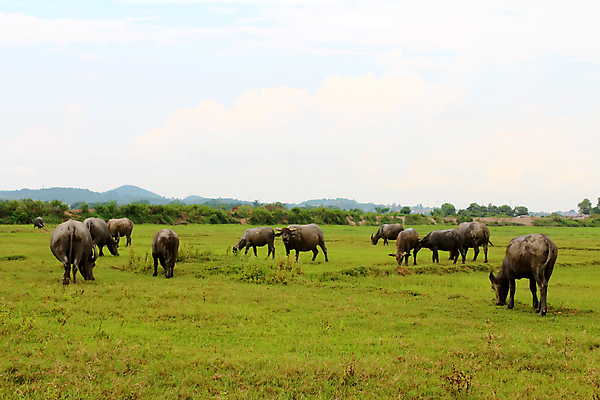 포토 JPG 해외이미지 동물 응시 아시아 2 밭 농업 포유류 태국 자연 하늘 뿔 서기 동양인 풍경 사람없음 야외 초록색 여름 농장 농경지 갈색 맑음 검은색 가축 목장 소고기 시골 양 군중 방목 땅 먹기 호기심 베트남 장면 갈기 밭일 찰과상 해외202004 해외포토 시선 계절 감정 나라 산업 컬러 컨셉 모션 날씨 육류 사람 인종 동남아시아 축산업 상처 생태계 파일형식 이미지허브