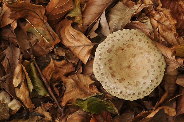 포토 JPG 해외이미지 잎 사람없음 갈색 가을 쓰레기 질감 장면 해외202004 해외포토 식물 계절 컬러 파일형식 이미지허브