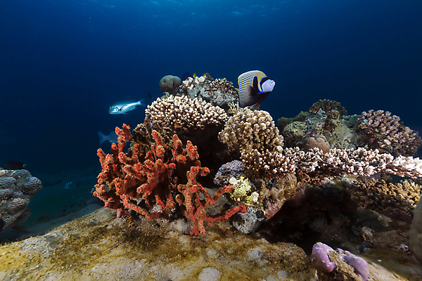 포토 JPG 해외이미지 식물 동물 모래 바다 백그라운드 자연 표면 어류 풍경 사람없음 물 파란색 컬러풀 햇빛 태양 바닷속 수중 광선 산호 아래 다이빙 장면 암초 깊이 소금물 이국적 침몰 파라다이스 해외202004 해외포토 자연요소 컬러 수영 수중동물 자포동물 방향 생태계 위치 수중스포츠 파일형식 이미지허브