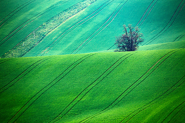포토 JPG 해외이미지 나무 식물 계절 유럽 도로 선 여행 백그라운드 밭 농업 자연 추상 풍경 사람없음 야외 초록색 빛 농작물 햇빛 환경 맑음 봄 시골 4월 언덕 웨이브 장면 체코 공화국 특별함 모라비아 벨벳 해외202004 해외포토 나라 산업 길 컬러 컨셉 무늬 교통시설 날씨 태양 날짜 실크 생태계 파일형식 이미지허브