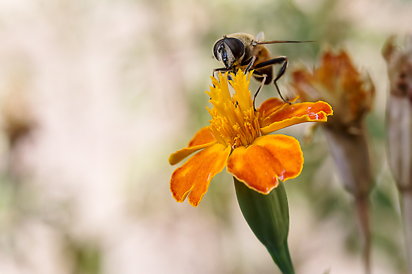 포토 JPG 해외이미지 식물 동물 1 꽃잎 꽃 야생동물 곤충 날개 자연 노동자 사람없음 야외 여름 파란색 갈색 노란색 줄무늬 재킷 터치 신선 선택 말벌 작음 수분 벌 싱글 바쁨 꽃가루 꿀 고립 효율 해외202004 해외포토 직업 계절 컬러 컨셉 무늬 외투 벌_곤충 크기 가루 생태계 파일형식 이미지허브