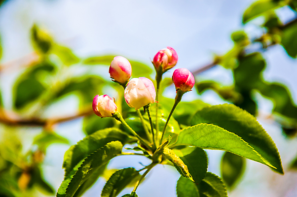 포토 JPG 해외이미지 나무 식물 디자인 계절 꽃잎 꽃 잎 꽃무늬 자연 새로움 사람없음 야외 장식 초록색 파란색 정원 맑음 봄 성장 벚꽃 흰색 나뭇가지 축하 신선 개화 체리 우아함 사과 과수원 원예 꽃수술 해외202004 해외포토 컬러 컨셉 무늬 농업 과일 날씨 취미 생태계 파일형식 이미지허브