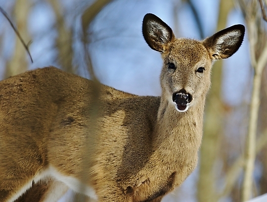 포토 JPG 해외이미지 나무 응시 야생동물 백그라운드 캐나다 겨울 사슴 털 사람없음 갈색 검은색 놀람 회색 흰색 숲 그림 엽서 귀 고립 흥미 해외202004 해외포토 식물 동물 시선 계절 감정 컬러 컨셉 북아메리카 포유류 표정 신체부위 편지 파일형식 이미지허브