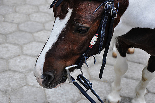 포토 JPG 해외이미지 동물 밭 포유류 자연 사람없음 여름 농장 갈색 머리 미니어처 승마 작음 위치 조랑말 기르기 해외202004 해외포토 계절 스포츠 컬러 농업 신체부위 모형 말_동물 크기 생태계 돌봄 파일형식 이미지허브