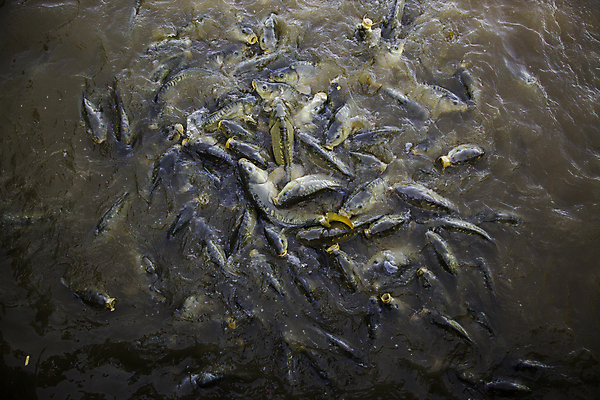 포토 JPG 해외이미지 동물 호수 야생동물 음식 백그라운드 오렌지 태국 자연 낚시 프레임 어류 사람없음 초록색 물 여름 강 컬러풀 갈색 머리 점프 검은색 수중 수영 흰색 연못 신선 입 뱀 그룹 군중 먹이 먹기 배고픔 상어 내추럴 민물 생존 많음 해외202004 해외포토 자연요소 계절 아시아 컬러 컨셉 과일 파충류 모션 레저 사람 신체부위 수중동물 수상스포츠 생태계 파일형식 이미지허브