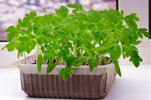 포토 JPG 해외이미지 계절 지구 음식 농업 토마토 채소 창문 자연 실내 사람없음 초록색 흙 봄 성장 시골 신선 달콤 작음 컨테이너 플라스틱 유기농 시트 모종 묘목 밭일 착륙 해외202004 해외포토 나무 웰빙 산업 컬러 재질 내부 맛 크기 생태계 파일형식 이미지허브