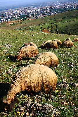 포토 JPG 해외이미지 동물 농업 포유류 자연 풍경 사람없음 초록색 여름 농장 가축 흰색 시골 양 양고기 양모 해외202004 해외포토 계절 산업 컬러 육류 직물 생태계 파일형식 이미지허브