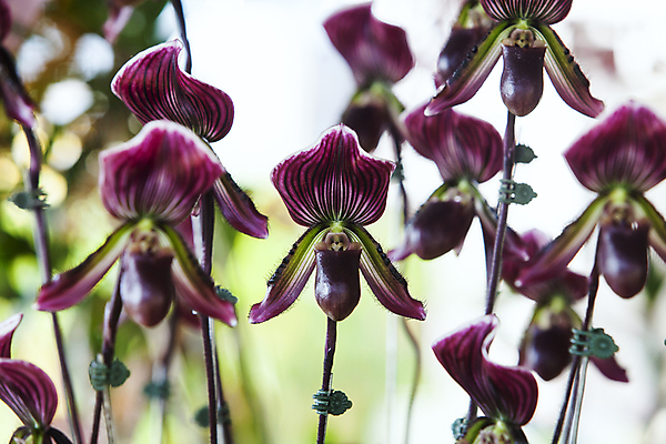 포토 JPG 해외이미지 식물 꽃잎 꽃 아시아 줄기 분홍색 백그라운드 꽃무늬 패턴 태국 자연 슬리퍼 사람없음 빨간색 초록색 컬러풀 노란색 귀여움 정원 보라색 봄 벚꽃 흰색 신선 난초 닫기 전시회 잡종 내추럴 고립 이국적 해외202004 해외포토 계절 나라 컬러 신발 컨셉 무늬 모션 전시 생태계 파일형식 이미지허브