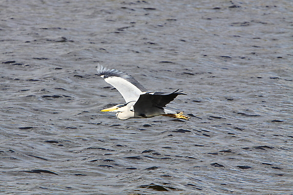포토 JPG 해외이미지 동물 야생동물 자연 조류 사람없음 물 강 회색 왜가리 깃털 해외202004 해외포토 자연요소 컬러 생태계 파일형식 이미지허브