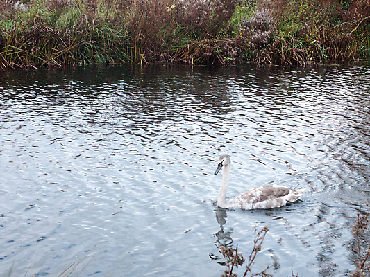 포토 JPG 해외이미지 동물 유럽 호수 물결 야생동물 백그라운드 날개 가족 자연 조류 엄마 사랑 사람없음 야외 물 강 반사 수영 침묵 흰색 아기 연못 우아함 보호 깃털 부리 백조 장면 목 물새 단아함 벙어리 해외202004 해외포토 자연요소 감정 나라 컬러 컨셉 관계 사람 신체부위 소리 수상스포츠 생태계 파일형식 이미지허브