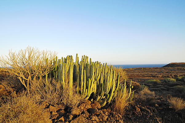 포토 JPG 해외이미지 식물 실루엣 음식 과일 자연 하늘 산 멕시코 선인장 건조 건강 풍경 사람없음 초록색 일몰 사막 붓 뜨거움 황무지 스페인 오르간 숲 천연기념물 스페인어 전국 해외202004 해외포토 유럽 컬러 북아메리카 촬영기법 노을 건반악기 생태계 파일형식 이미지허브