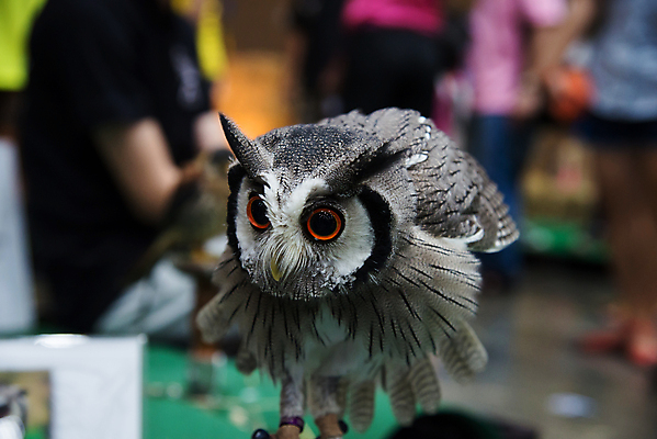 포토 JPG 해외이미지 포즈 자연 조류 사람없음 쌍안경 먹이 깃털 사냥 부리 비전 부엉이 육식 외양간 스코틀랜드 해외202004 해외포토 동물 영국 망원경 생태계 파일형식 이미지허브