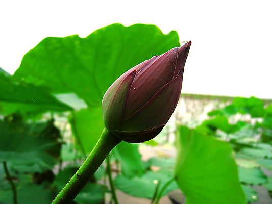 포토 JPG 해외이미지 식물 꽃 분홍색 백그라운드 잎 자연 연꽃 사람없음 초록색 물 여름 젖음 벚꽃 흰색 연못 인도인 신성 내추럴 해외202004 해외포토 자연요소 외국인 계절 컬러 동양인 생태계 파일형식 이미지허브