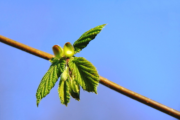 포토 JPG 해외이미지 줄기 잎 사람없음 나뭇가지 닫기 개암나무 개암 해외202004 해외포토 나무 식물 열매 모션 파일형식 이미지허브