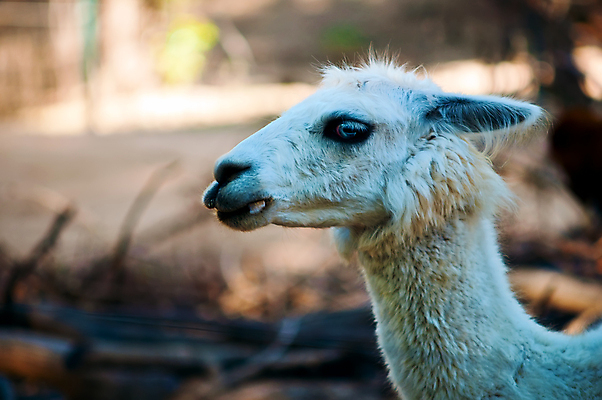포토 JPG 해외이미지 동물 척추동물 얼굴 여행 포유류 자연 하늘 휴가 생물 털 사람없음 농장 머리 흰색 먹이 모피 묘사 슛 라마 해외202004 해외포토 컬러 농업 신체부위 생태계 파일형식 이미지허브