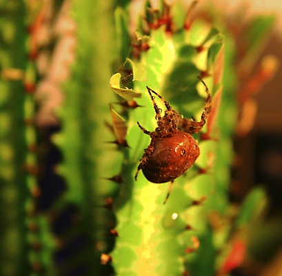 포토 JPG 해외이미지 식물 동물 자연 선인장 사람없음 초록색 물 갈색 닫기 거미 내추럴 기어가기 동물상 해외202004 해외포토 자연요소 컬러 곤충 모션 조형물 생태계 파일형식 이미지허브