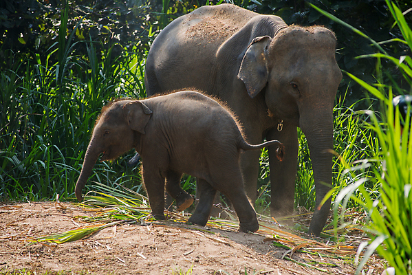 포토 JPG 해외이미지 나무 동물 전통 남자 아시아 종교 문화 야생동물 여행 불교 오렌지 포유류 태국 자연 코끼리 사람 앉기 동양인 성인 사람없음 야외 걷기 침묵 기도 가운 원형 황금 원주민 아침식사 숲 큼 승려 심볼 귀 장면 지역 상아 사프란 전국 해외202004 해외포토 도형 식물 옷 나라 과일 모션 인종 신체부위 식사 소리 아프리카인 크기 성직자 향신료 생태계 파일형식 이미지허브