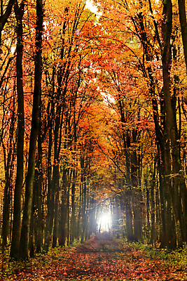 포토 JPG 해외이미지 나무 식물 계절 공원 길 줄기 잎 자연 휴식 풍경 사람없음 야외 목재 갈색 노란색 평화 환경 하이킹 달력 성장 가을 나뭇가지 시골 황금 숲 신비 오솔길 9월 11월 땅 장면 10월 내추럴 삼림지대 수목 재 해외202004 해외포토 공공시설 컬러 컨셉 재료 레저 날짜 생태계 파일형식 이미지허브