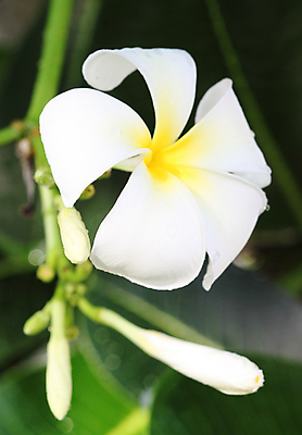 포토 JPG 해외이미지 식물 아이콘 디자인 계절 공원 꽃잎 꽃 선 백그라운드 꽃무늬 태국 자연 휴가 동양인 사람없음 야외 초록색 여름 노란색 환경 정원 스파 봄 벚꽃 흰색 신용카드 개화 다발 오브젝트 사인 휴양지 질감 발리 태평양 내추럴 고립 이국적 파라다이스 스타일 해외202004 해외포토 공공시설 아시아 바다 컬러 섬 무늬 인종 금융 장소 생태계 인도네시아 파일형식 이미지허브