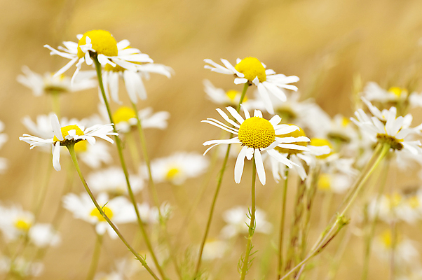 포토 JPG 해외이미지 식물 디자인 계절 공원 꽃잎 꽃 줄기 백그라운드 꽃무늬 밭 자연 하늘 건강 사람없음 야외 초록색 여름 햇빛 태양 약 노란색 정원 맑음 봄 벚꽃 흰색 시골 신선 차 허브 심볼 묘사 데이지 내추럴 캐모마일 해외202004 해외포토 자연요소 공공시설 음료 컬러 무늬 농업 의학 날씨 생태계 파일형식 이미지허브