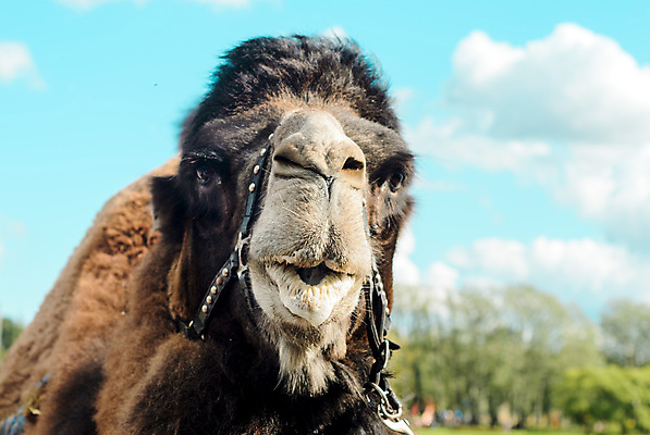 포토 JPG 해외이미지 동물 1 전통 응시 얼굴 야생동물 여행 포유류 자연 하늘 사람없음 옆모습 파란색 농장 갈색 머리 자유 닫기 낙타 혹 단봉낙타 총구 해외202004 해외포토 시선 뷰포인트 컬러 컨셉 농업 모션 신체부위 생태계 파일형식 이미지허브