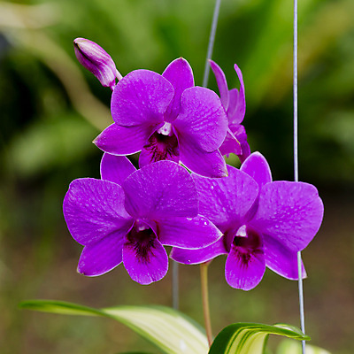 포토 JPG 해외이미지 식물 디자인 꽃 분홍색 꽃다발 결혼 백그라운드 꽃무늬 패턴 자연 벽지 휴가 프레임 선물 사랑 미술 사람없음 장식 물 빛 정원 보라색 스파 활발 벚꽃 흰색 나뭇가지 축하 난초 떨어짐 이슬 다발 제비꽃 심볼 순수 호접란 이국적 파스텔톤 해외202004 해외포토 자연요소 나무 감정 컬러 컨셉 무늬 문화예술 이벤트 생태계 파일형식 이미지허브