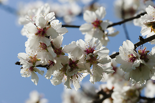포토 JPG 해외이미지 나무 식물 계절 공원 꽃잎 꽃 분홍색 백그라운드 자연 하늘 사람없음 파란색 태양 정원 맑음 봄 벚꽃 나뭇가지 개화 4월 묘사 아몬드 해외202004 해외포토 자연요소 공공시설 컬러 날씨 견과류 날짜 생태계 파일형식 이미지허브