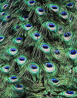 포토 JPG 해외이미지 동물 남자 야생동물 백그라운드 패턴 날개 자연 조류 추상 사람없음 장식 초록색 파란색 컬러풀 갈색 검은색 활발 흰색 의식 황금 우아함 닫기 공작 깃털 묘사 질감 꼬리 꿩 내추럴 멀티 터키석 해외202004 해외포토 컬러 컨셉 무늬 모션 사람 보석 생태계 파일형식 이미지허브