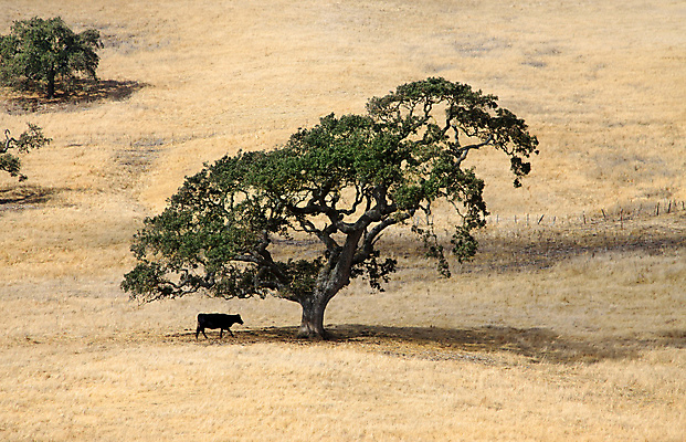 포토 JPG 해외이미지 나무 동물 구름 1 밭 포유류 자연 서기 풍경 잔디 사람없음 야외 초록색 파란색 농장 농경지 검은색 목장 활발 소고기 우유 흰색 시골 점 소 방목 땅 먹기 언덕 싱글 장면 젖 혼자 해외202004 해외포토 자연요소 식물 컬러 컨셉 농업 모션 유제품 육류 축산업 생태계 파일형식 이미지허브