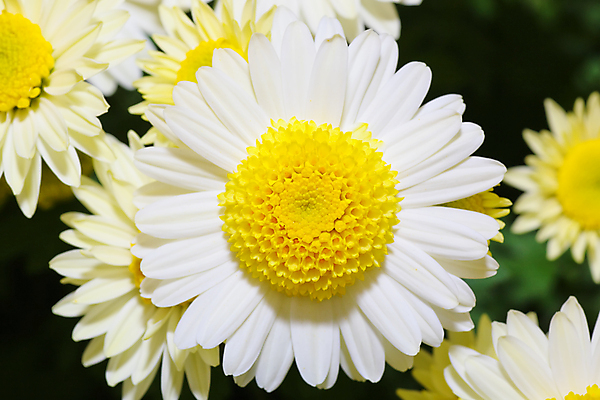 포토 JPG 해외이미지 나무 식물 계절 꽃잎 꽃 아시아 분홍색 꽃다발 백그라운드 꽃무늬 패턴 자연 새로움 국화 사람없음 컬러풀 노란색 정원 골짜기 일본 중국 침묵 활발 벚꽃 가을 개화 암호 다발 향기 쇼 내추럴 강렬 해외202004 해외포토 나라 컬러 컨셉 무늬 소리 생태계 냄새 파일형식 이미지허브