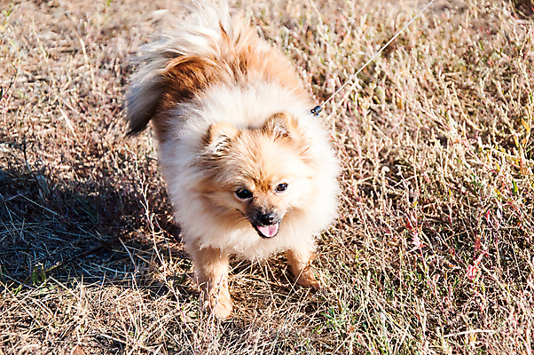 포토 JPG 해외이미지 동물 계절 공원 얼굴 장난 포유류 자연 아침 털 사랑 사람없음 야외 초록색 반려동물 청춘 갈색 걷기 맑음 우정 유머 개 강아지 작음 꼬리 송곳니 포메라니안 해외202004 해외포토 주간 공공시설 감정 컬러 컨셉 모션 날씨 신체부위 친구 치아 크기 생태계 파일형식 이미지허브