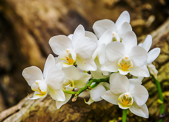 포토 JPG 해외이미지 식물 꽃 아시아 화초 백그라운드 자연 주택 동양인 사람없음 장식 정원 벚꽃 흰색 개화 난초 회의실 원예 호접란 나방 내추럴 이국적 인기 코스모폴리탄 세련 해외202004 해외포토 나라 컬러 곤충 인종 취미 건물 칵테일 생태계 파일형식 이미지허브