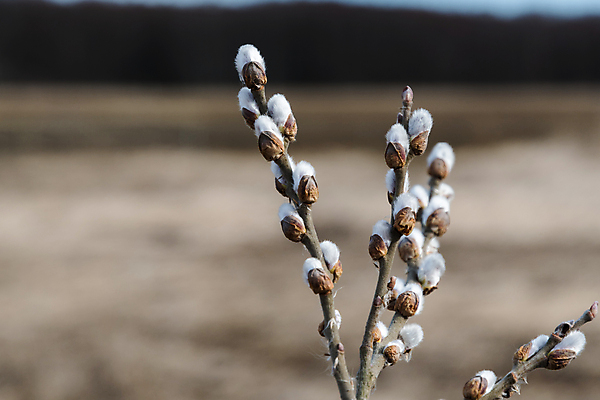 포토 JPG 해외이미지 나무 식물 계절 꽃 꽃다발 백그라운드 자연 부활절 사람없음 장식 갈색 우주 봄 성장 벚꽃 흰색 나뭇가지 개화 막대기 다발 버드나무 부드러움 솜털 해외202004 해외포토 기념일 컬러 감각 생태계 파일형식 이미지허브