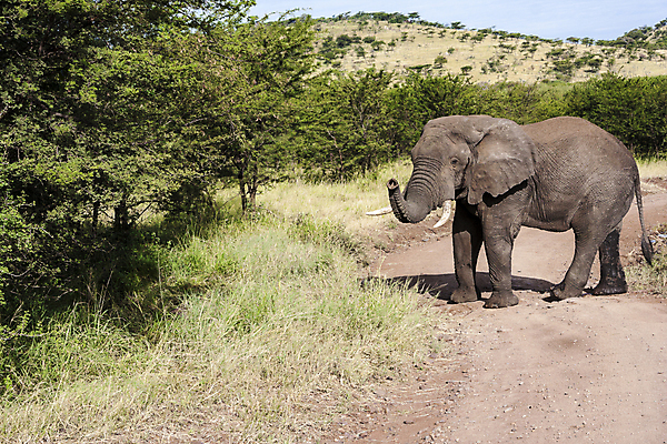 포토 JPG 해외이미지 주간 나무 동물 1 여자 야생동물 선 포유류 가족 아프리카 자연 코끼리 사람없음 야외 가로 걷기 아기 그룹 소 군중 큼 사파리 리더 케냐 내추럴 동물상 보츠와나 사바나 초식 해외202004 해외포토 자연요소 식물 나라 관계 모션 사람 조형물 크기 생태계 파일형식 이미지허브