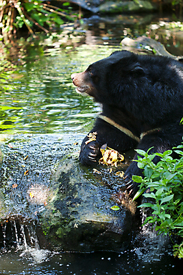 포토 JPG 해외이미지 동물 남자 아시아 얼굴 야생동물 곰 포유류 태국 털 동물원 동양인 사람없음 정원 검은색 힘 코트 달 위험 큼 귀 육식동물 멸종 무거움 이국적 히말라야 해외202004 해외포토 자연요소 나라 컬러 컨셉 사람 인종 신체부위 외투 무게 크기 파일형식 산맥 이미지허브