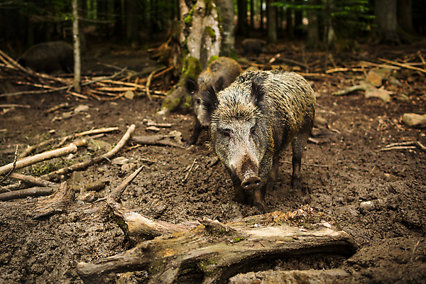 포토 JPG 해외이미지 나무 남자 유럽 잎 겨울 포유류 털 옥수수 사람없음 여름 달리기 냉동 어둠 봄 다양 추위 견과류 돼지 치아 보호 숲 위험 먹이 공격 모피 언덕 서리 진흙 멧돼지 송곳니 생태학 수유 요금 바이에른사람 해외202004 해외포토 식물 동물 계절 교육 나라 다수 컨셉 모션 곡류 사람 소화기관 파일형식 이미지허브