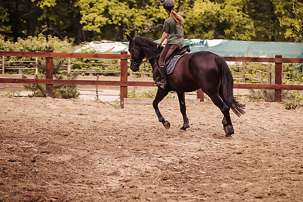 포토 JPG 해외이미지 동물 여자 스포츠 포즈 포유류 자연 한명 사람 이벤트 야외 경쟁 레이싱 승마 승차 쇼 기수 안장 대회 라이더 운동가 챔피언 해외202004 해외포토 1 컨셉 모션 시합 생태계 파일형식 이미지허브