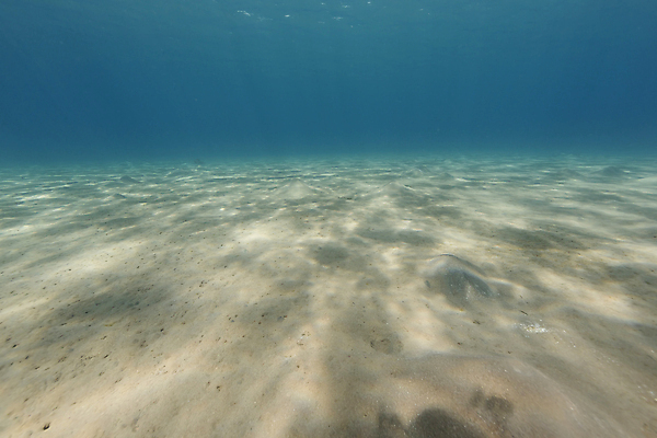 포토 JPG 해외이미지 식물 모래 바다 자연 어류 풍경 사람없음 햇빛 태양 바닷속 산호 암초 해외202004 해외포토 자연요소 수중 수중동물 자포동물 생태계 파일형식 이미지허브
